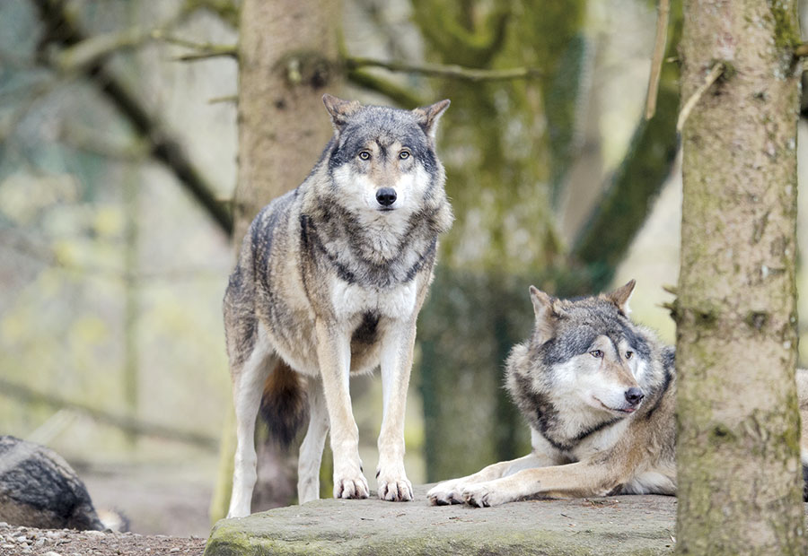 Photo de deux loups dans une forêt.