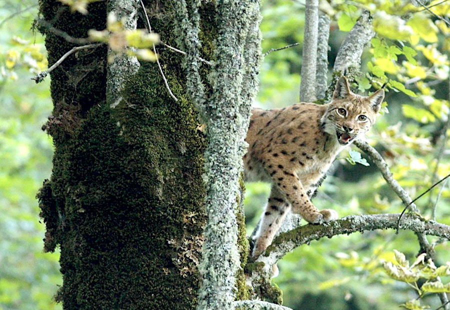 Lynx Thomas Capelli